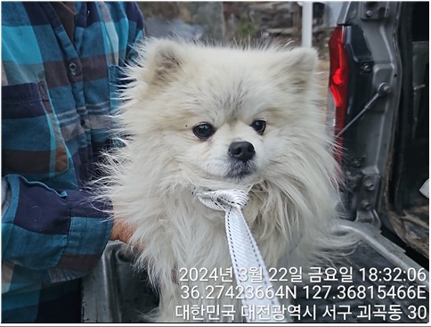 종료(반환) 포메라…